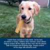 Yeti Dog Chew - Image 5