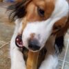 Yeti Dog Chew - Image 7