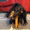 Yeti Dog Chew - Image 9