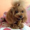 Yeti Dog Chew - Image 12
