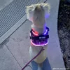 Joyride Harness - NightSafe LED Light Up Joyride Dog Harness 2.0 - Image 5